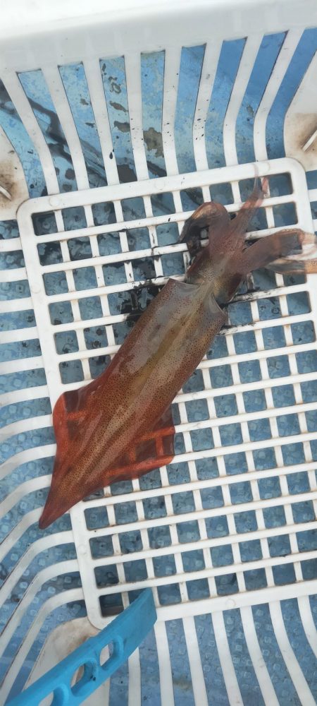 シロイカ好調続く