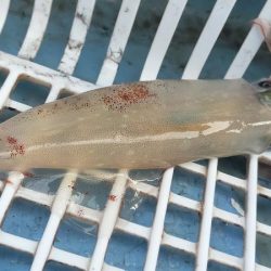 シロイカ好調続く