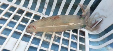 シロイカ好調続く