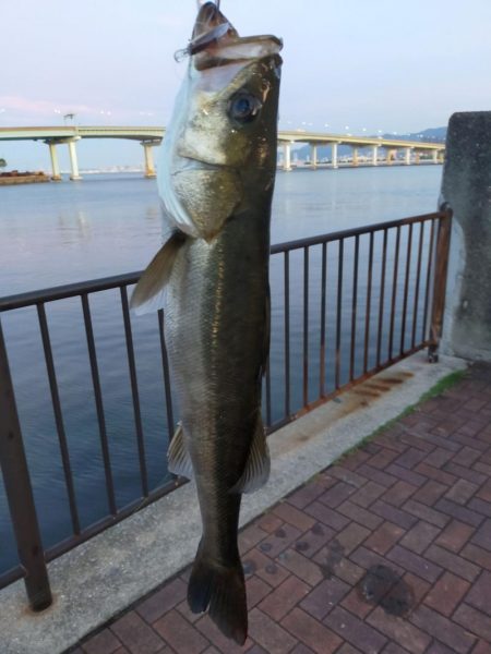 ダイソーミノーで