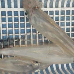 シロイカ好調続く