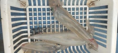 シロイカ好調続く