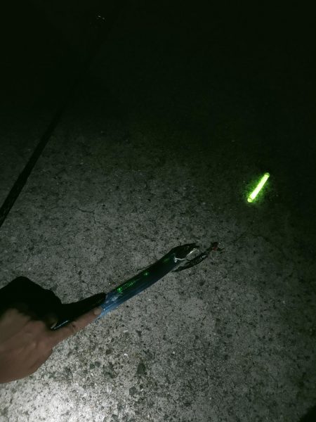 F1・F2の小型太刀魚2匹、ツバス