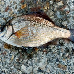 豆アジとメジナ、根魚が釣れた