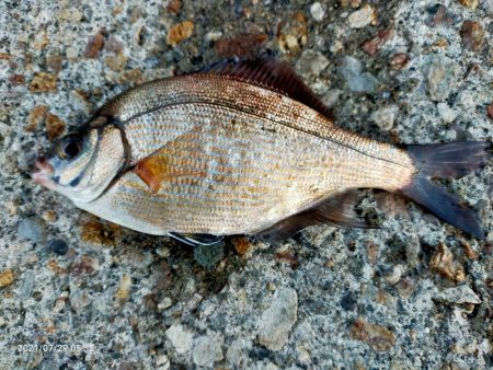 豆アジとメジナ、根魚が釣れた