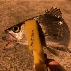 A.P.Pフィッシングガイドサービス サバ現る