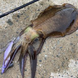 A.P.Pフィッシングガイドサービス　グラドロ90にてイカRIDEONとなる。