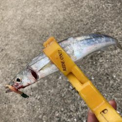 A.P.Pフィッシングガイドサービス　ロックショアのオフの時間にカマス確認し、ボーズ逃れとなる。