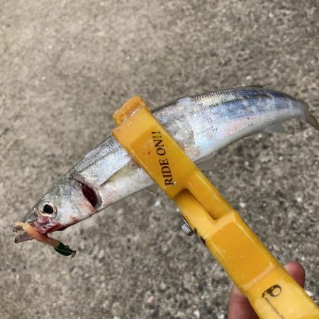 A.P.Pフィッシングガイドサービス　ロックショアのオフの時間にカマス確認し、ボーズ逃れとなる。