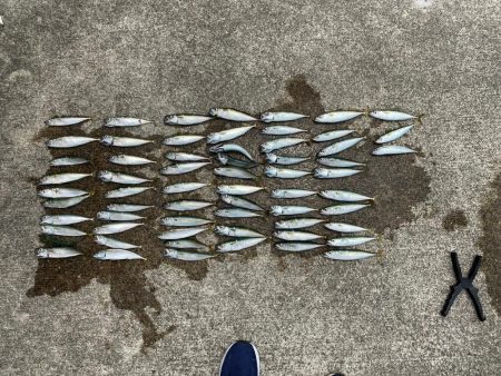 豆さば群れてます