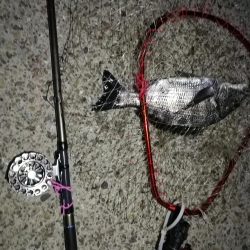 2021/06/30 南港ヘチ釣り