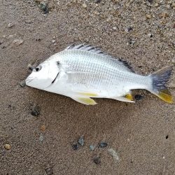 ハゼングからの