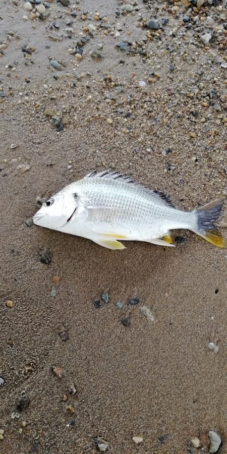 ハゼングからの