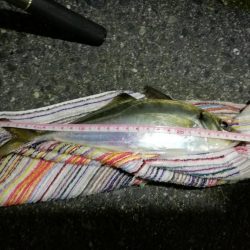 2021/07/05 南港アジング