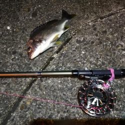 2021/07/08 南港ヘチ釣り