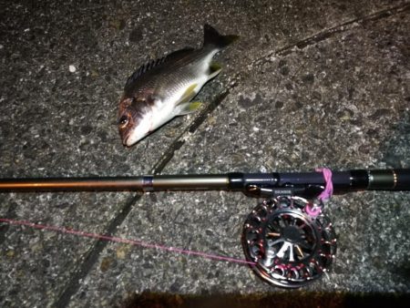 2021/07/08 南港ヘチ釣り