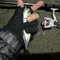 2021/07/09 南港アジング(サバングｗ)