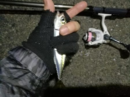 2021/07/09 南港アジング(サバン…