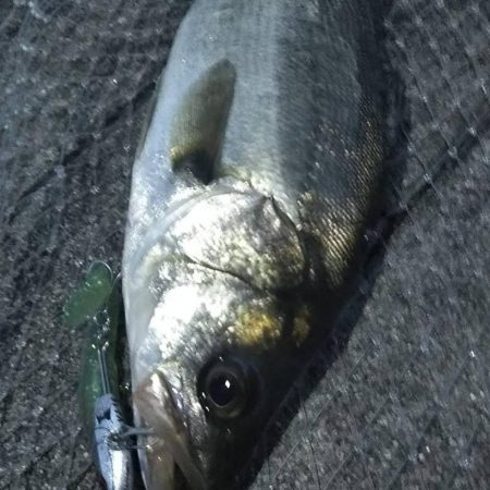 シーバス1 タコ4