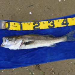 落とし込みでマダカ