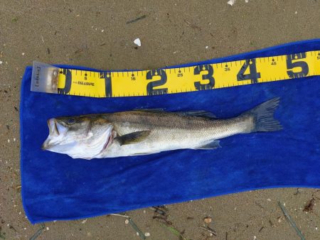 落とし込みでマダカ