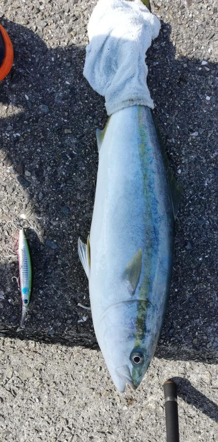 ルアーでメジロ