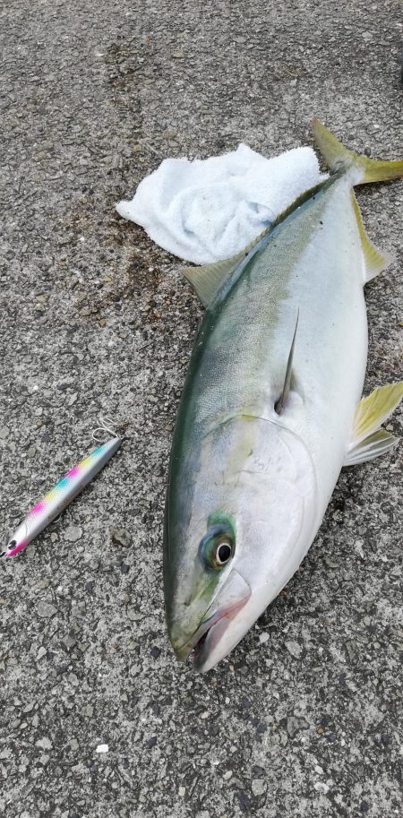 連続でメジロ！