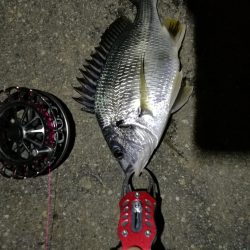 2021/07/16 南港ヘチ釣り