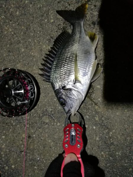 2021/07/16 南港ヘチ釣り