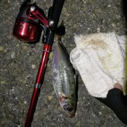 2021/07/17 南港アジング