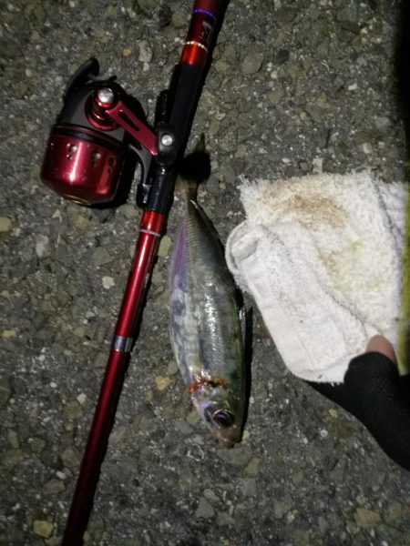 2021/07/17 南港アジング