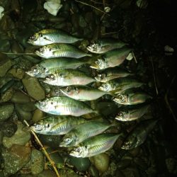 (尺アジ)フロートゲーム