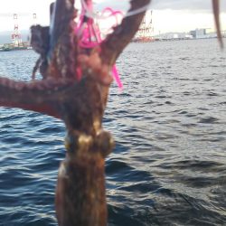 タコ2、コサバ1