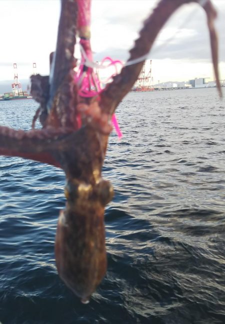 タコ2、コサバ1