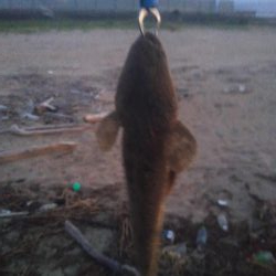 ダイソールアーでマゴチ後シロギス良