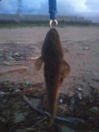 ダイソールアーでマゴチ後シロギス良