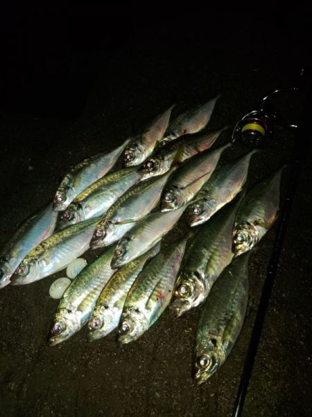 (尺アジ)フロートゲーム