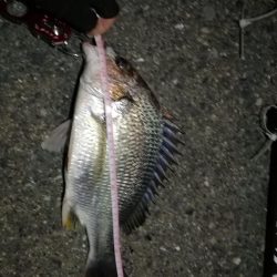 2021/07/27 南港ヘチ釣り