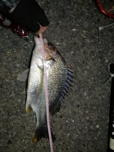 2021/07/27 南港ヘチ釣り