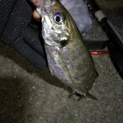 2021/07/28 南港アジング