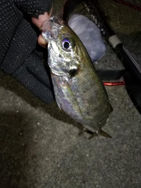 2021/07/28 南港アジング