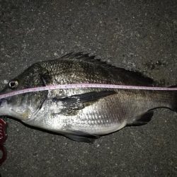 2021/07/30 南港ヘチ釣り