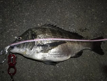 2021/07/30 南港ヘチ釣り