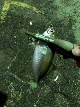 帰ってきた大阪湾奥のアジ