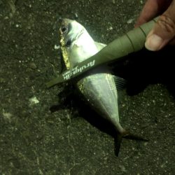 南港にアジがいるけどなかなか釣りにくい