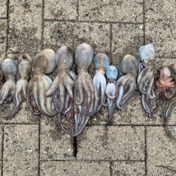 タコ少し上向けだけど