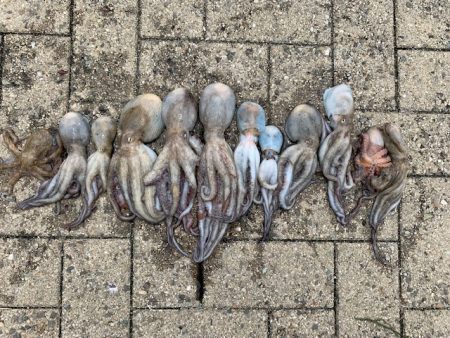 タコ少し上向けだけど