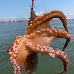 タコ計　３キロ　好調ではないが