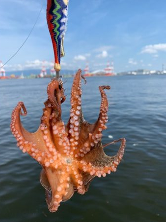 かなり入ってきています