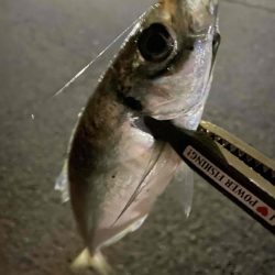 アジ回遊してきた